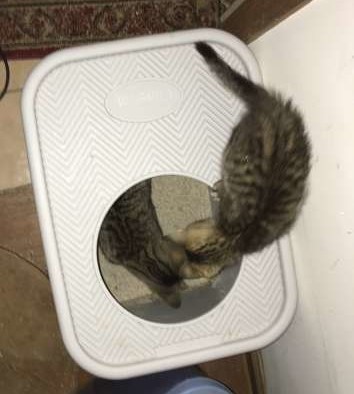 Litter Box & Litter Review: What works for me